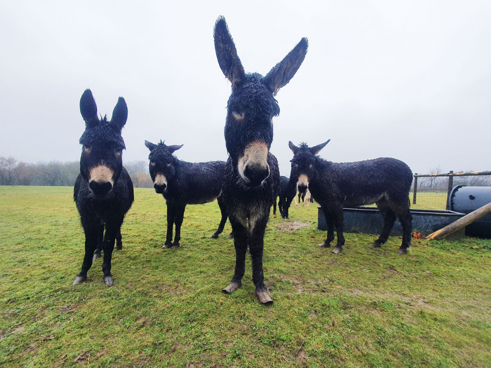 Rescued donkeys Lady, Matilda, Dixie and Boo in Wales.