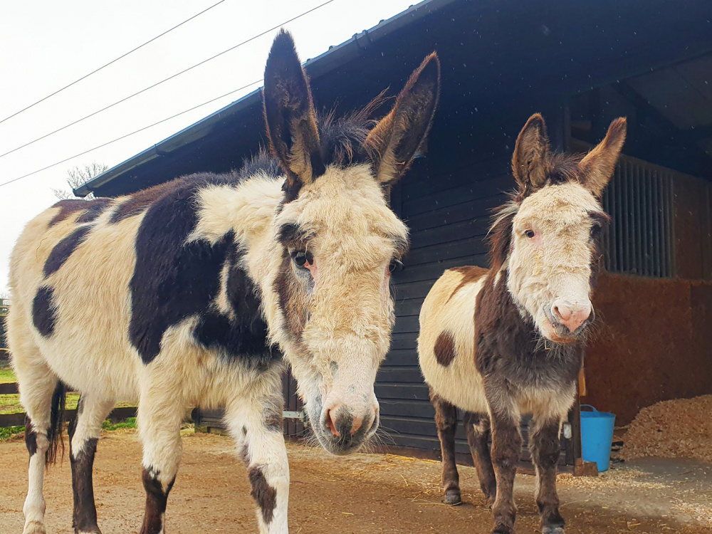 Rehomed donkeys Paddy and Jenny