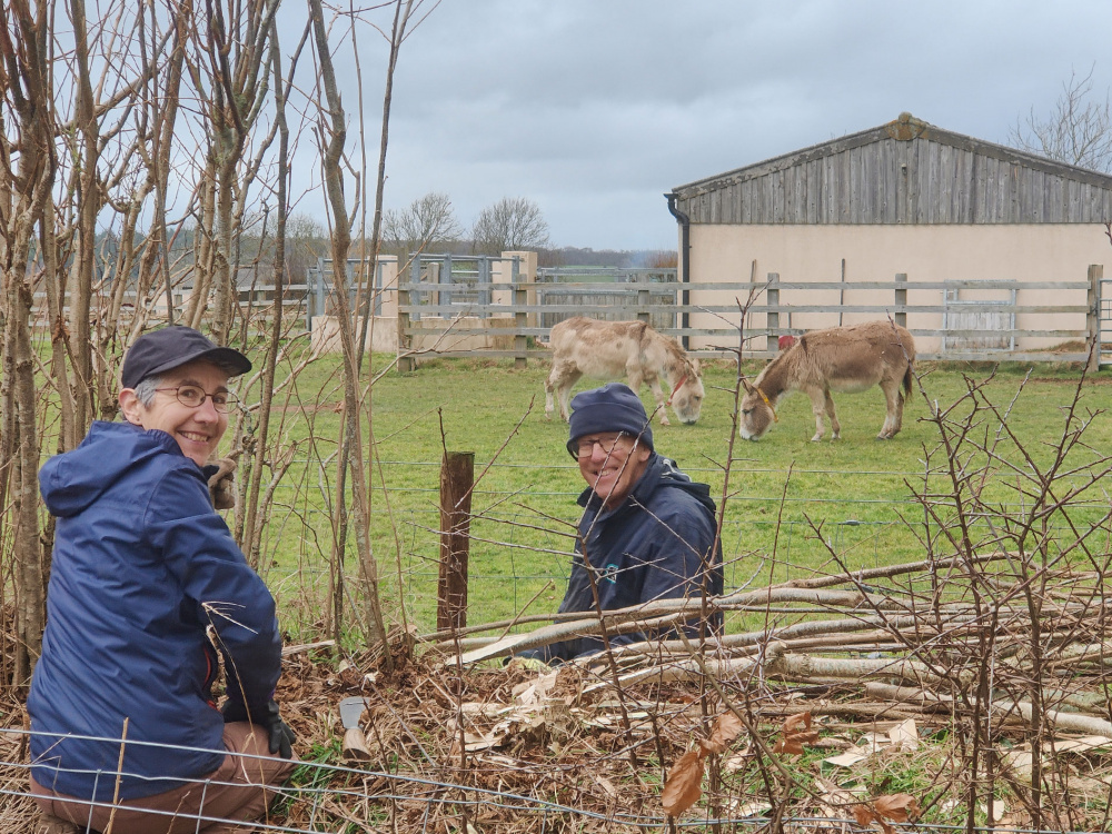 Volunteers helping to lay a hedge.