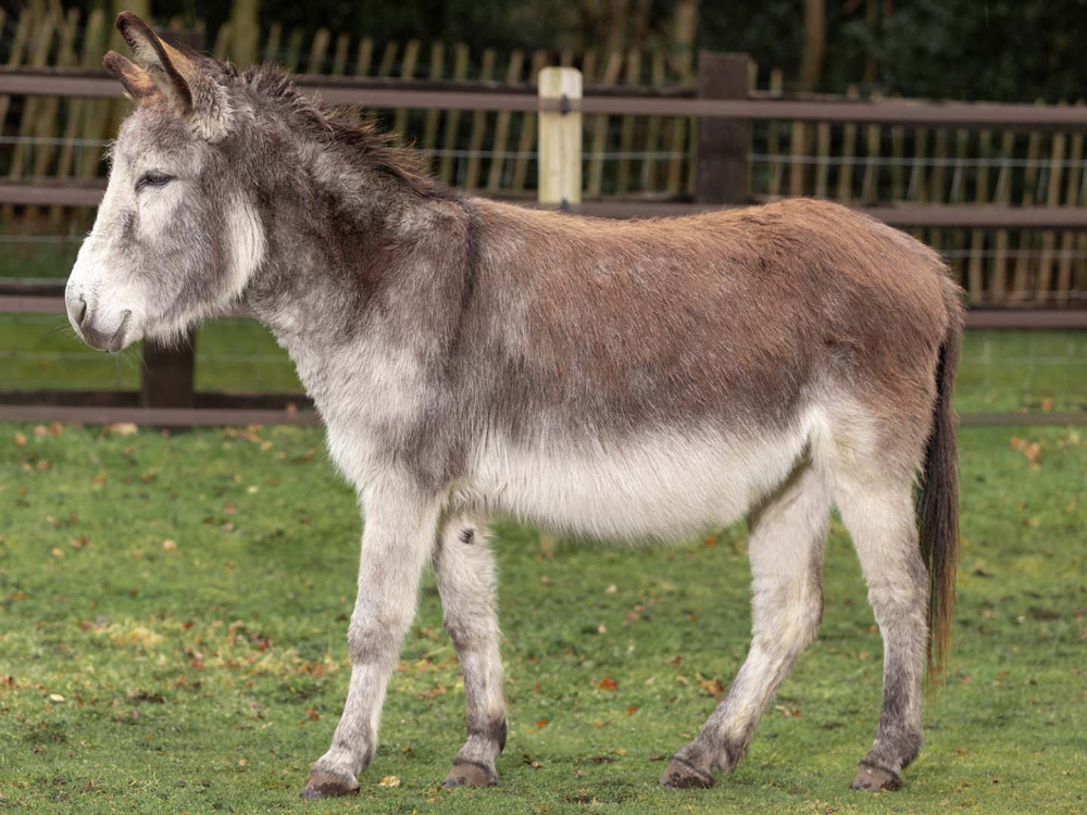 Adoption donkey Jasper at The Donkey Sanctuary Birmingham