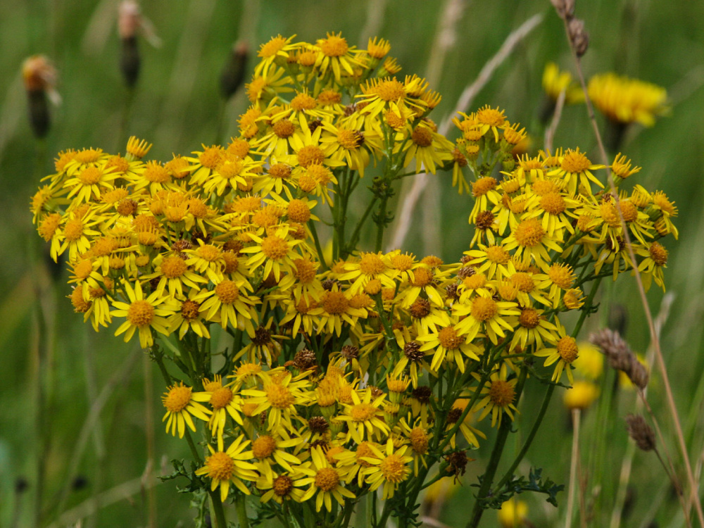 Ragwort in flower.