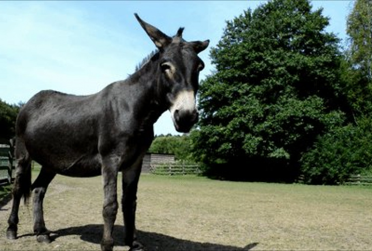 Shocks at our Birmingham Sanctuary