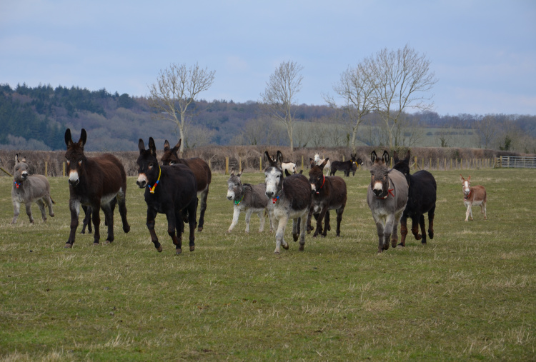 Trow Farm