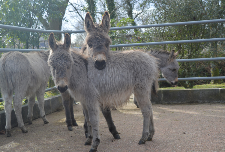 A new home for this donkey foal