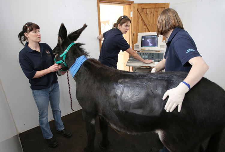 Georgie is scanned by the veterinary team