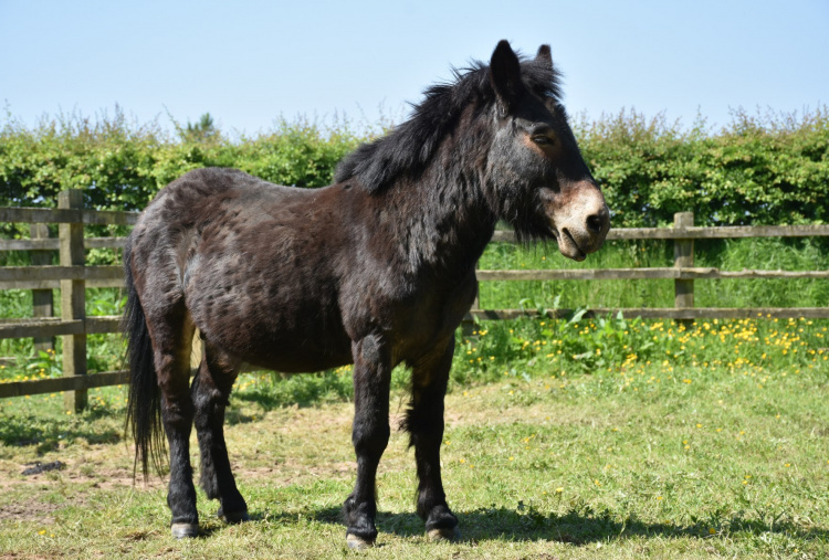 Scottish mule in isolation