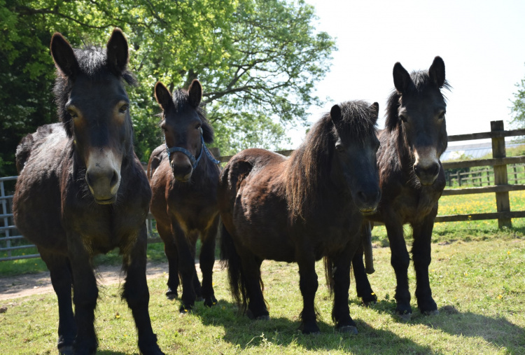 Scottish mules with their pony friend