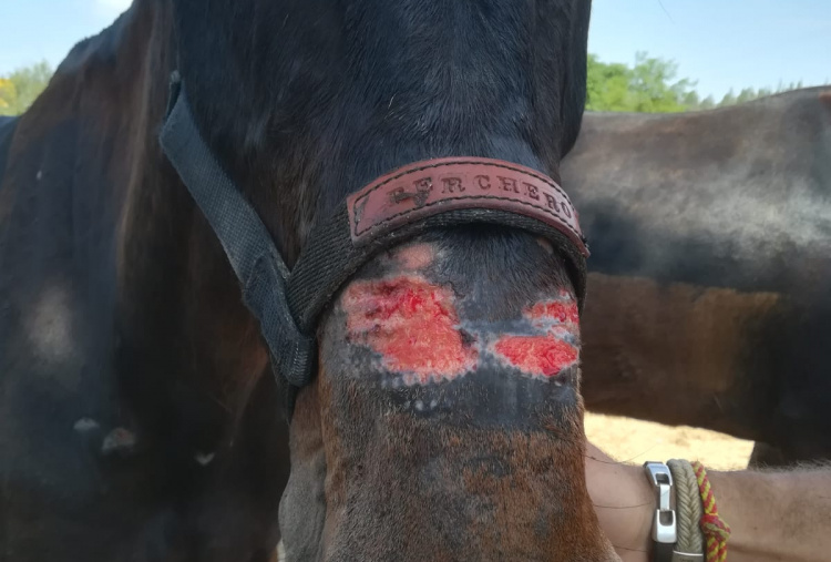 Serreta injury at El Rocio