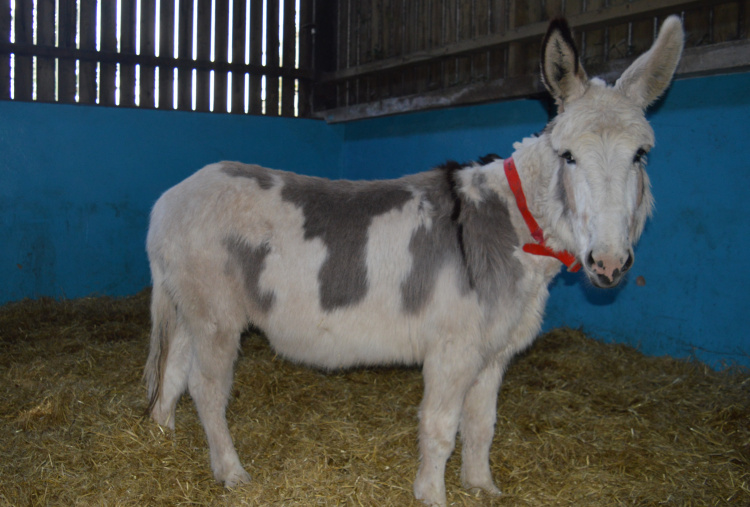 Bert at The Donkey Sanctuary