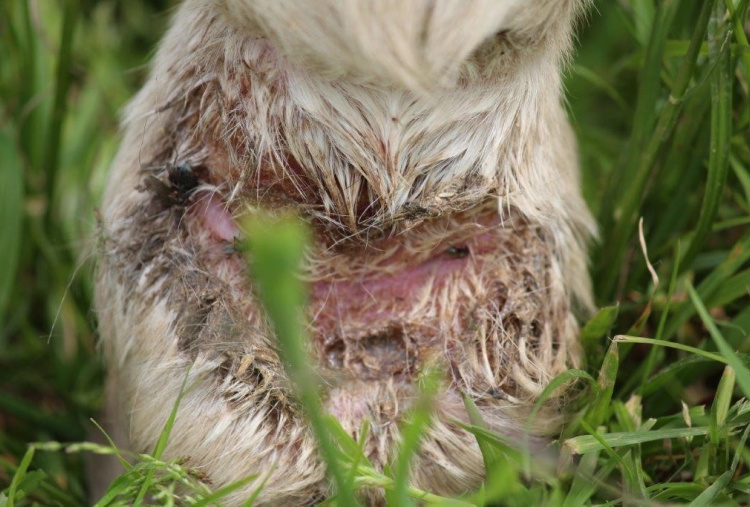 Bert's fetlock wound