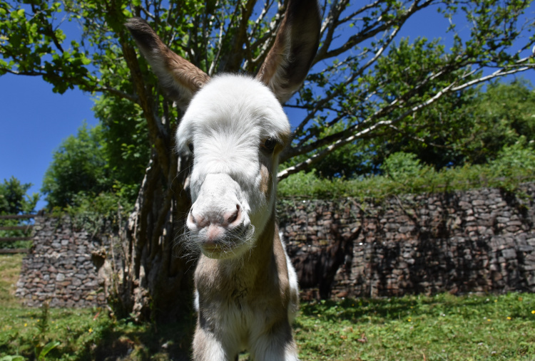 Coby the foal up close