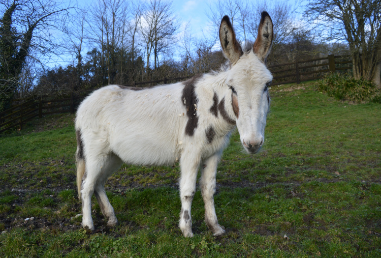 Fidget at The Donkey Sanctuary