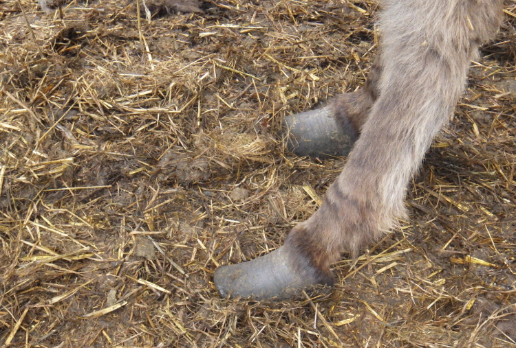 Overgrown donkey hooves seen during Selby rescue