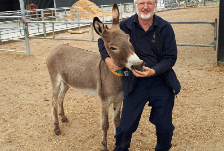 Daphne at The Donkey Sanctuary Ireland