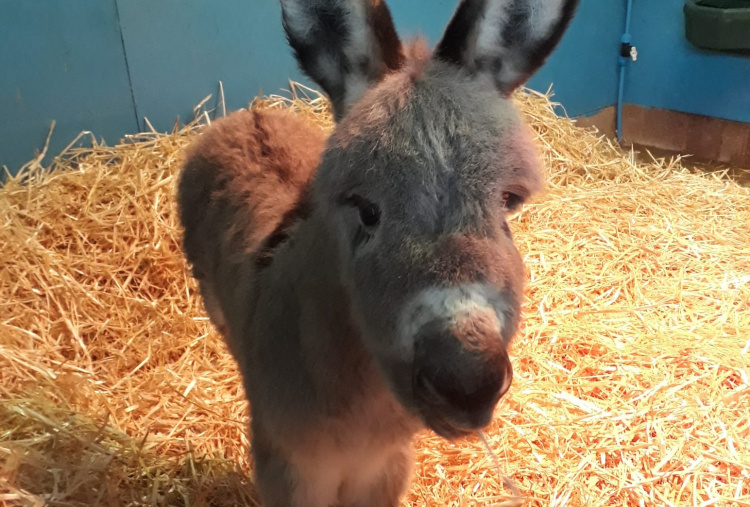 Foal Sam at one week old