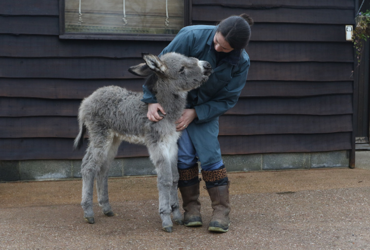 Foal Sam with groom