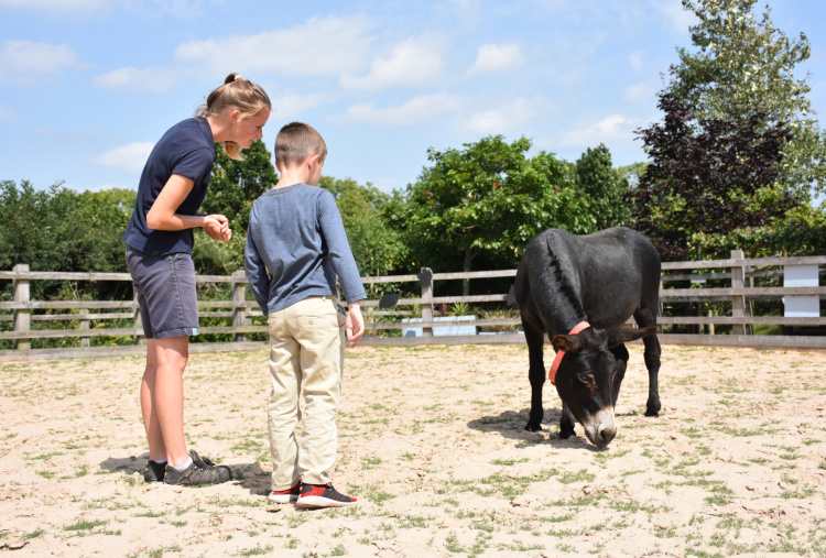 Observing DAT donkey Socrates with Pete's Dragons