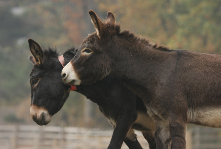 Obama playing with Gino at Italy sanctuary