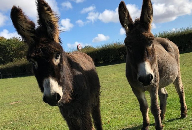 Molly and Phoebe at grass