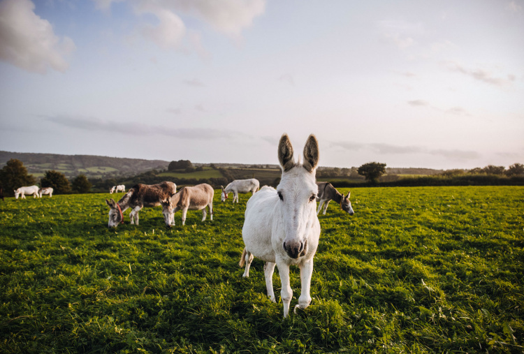 Brookfield Farm donkeys