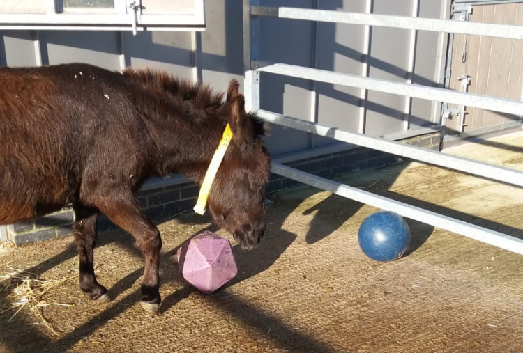 Chloe plays with treat balls