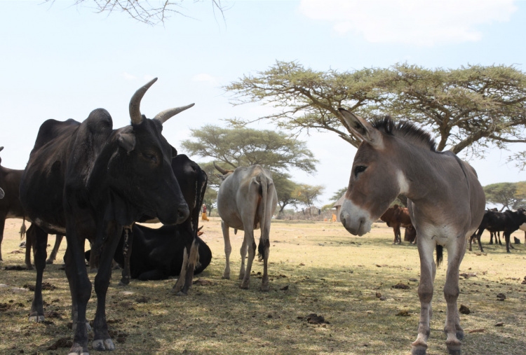 Donkey with cattle herd, Ethiopia