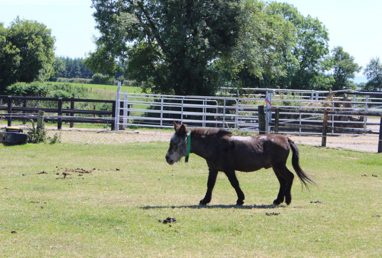 Tootsie the mule in paddock