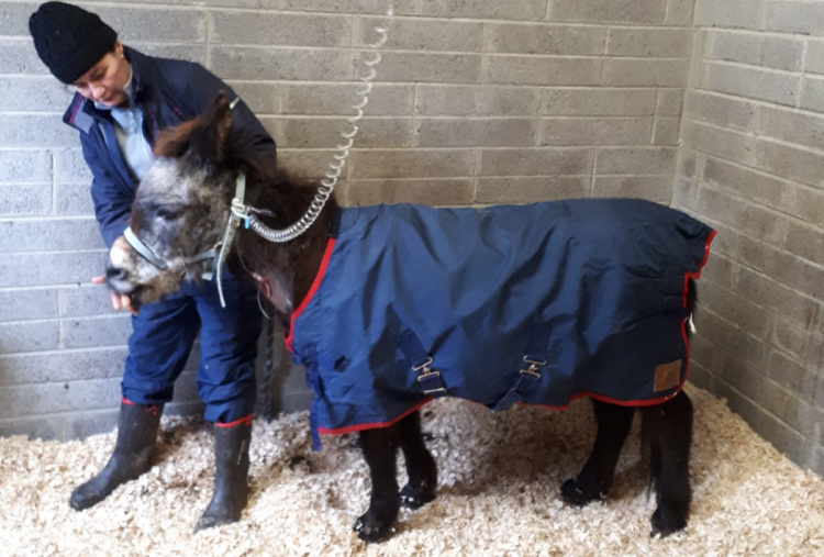 Tootsie the mule receiving care