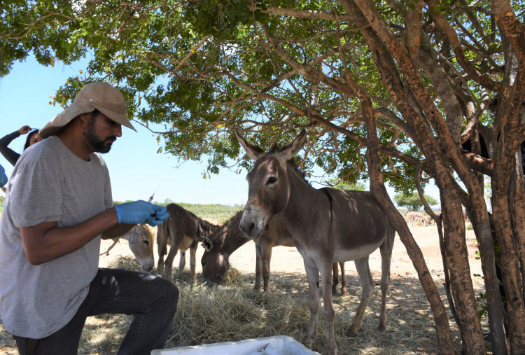 Amiguinho watches vet prepare treatment, Brazil