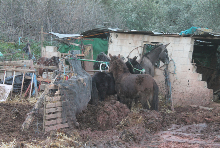 Group of donkeys and mules at Spanish rescue site