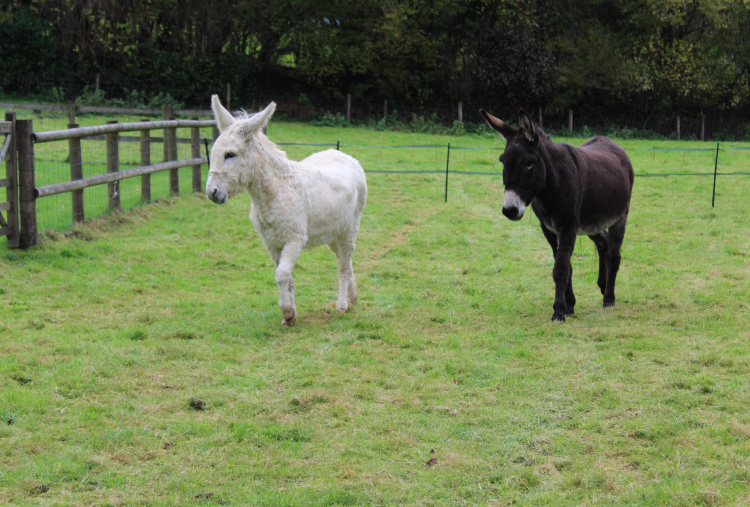 Frankie and Priscilla grazing