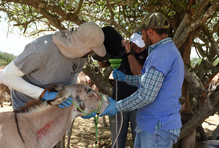 Gabriel receives nasogastric intubation in Brazil