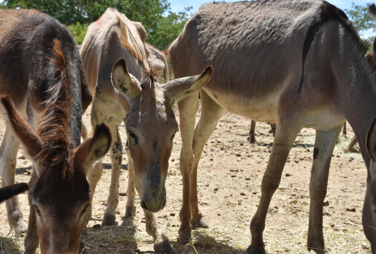 Gabriel trying to forage in Brazil holding pen