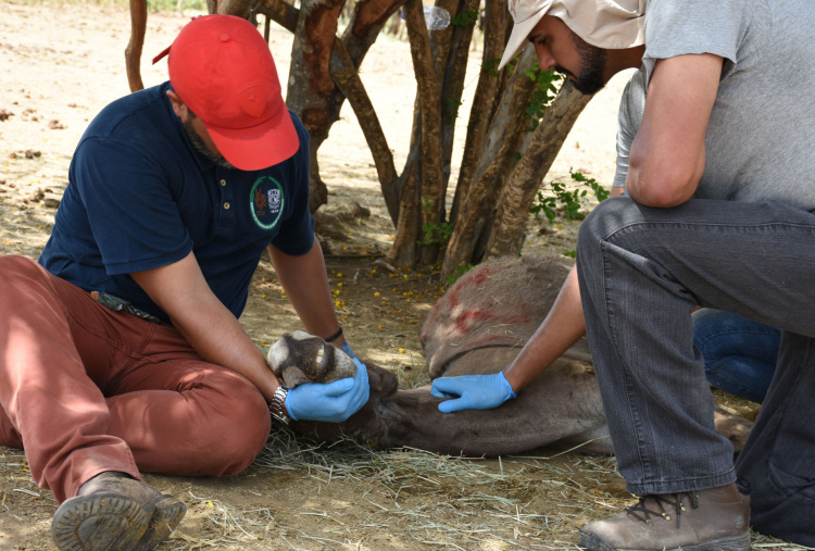 Mae the donkey's last moments in Brazil holding pen