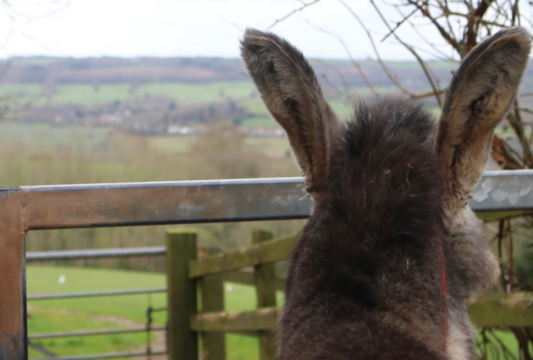 Donkey overlooking countryside at Woods Farm