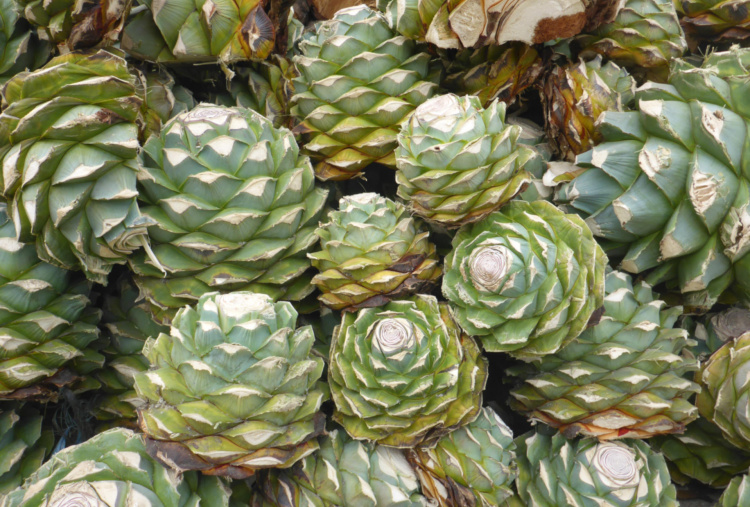 Agave hearts (piñas)