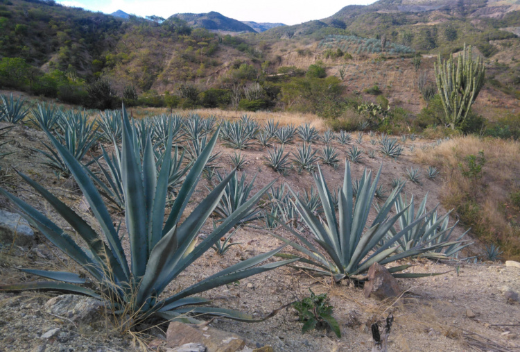 Agave plants