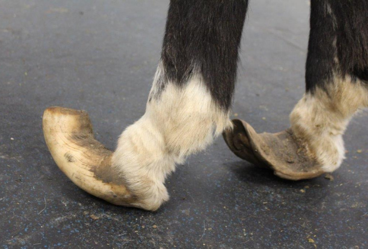 Bob hind legs side view overgrown hooves