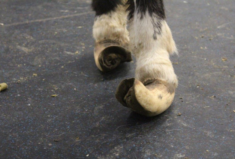 Bob hind legs front view overgrown hooves