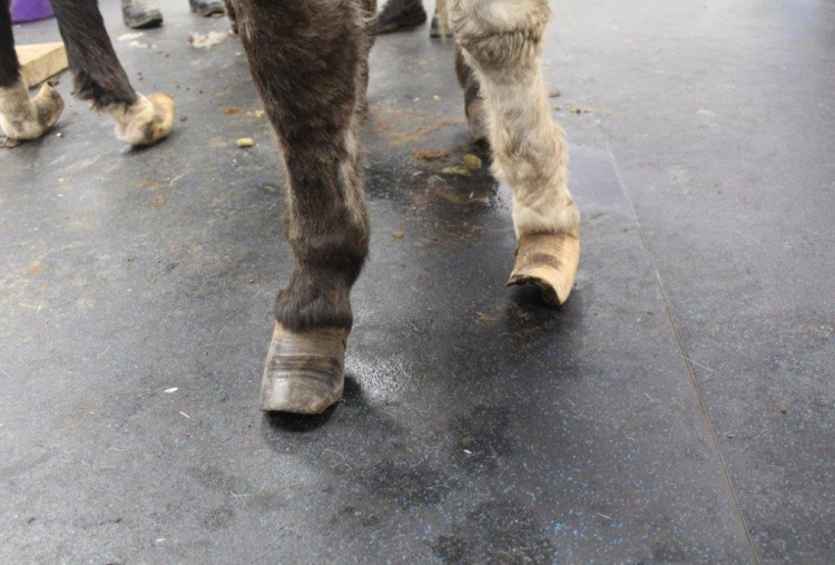 Stuart forelegs front view overgrown hooves