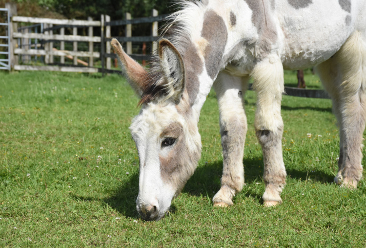 Ben K grazing