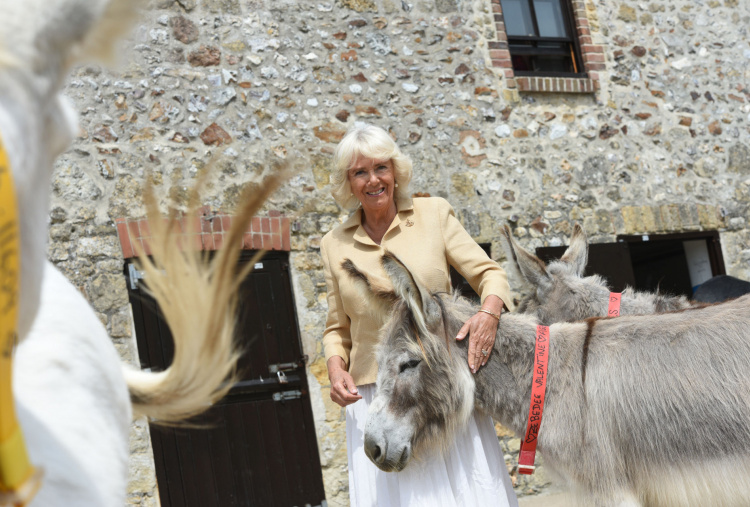 Her Royal Highness the Duchess of Cornwall with a donkey on main yard