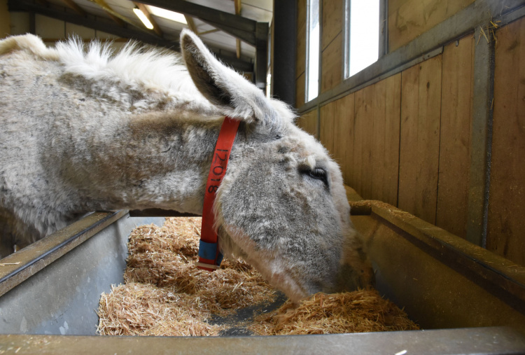 Paris feeding at Trow