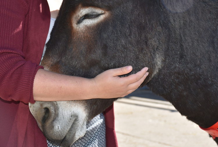 DAT donkey Socrates handled by young person