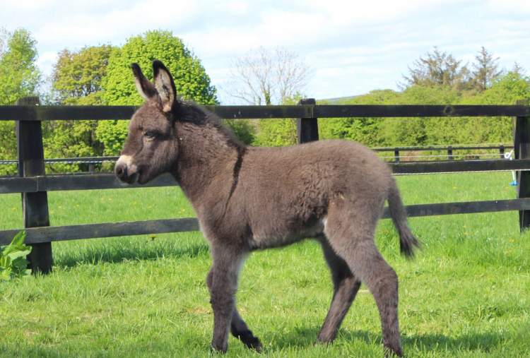 Lockie the foal born on Easter Monday 2020