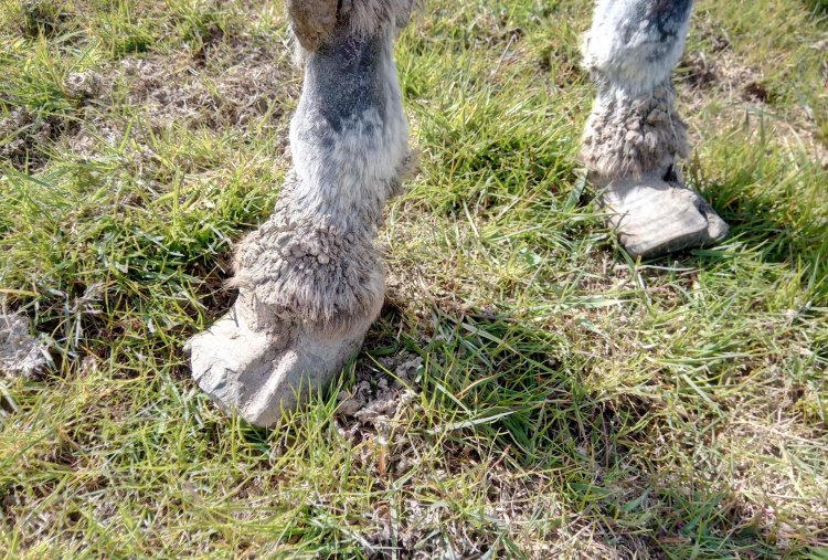 Worcestershire rescue - donkey with long hooves