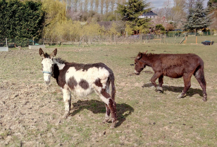 Worcestershire rescue - two donkeys in field