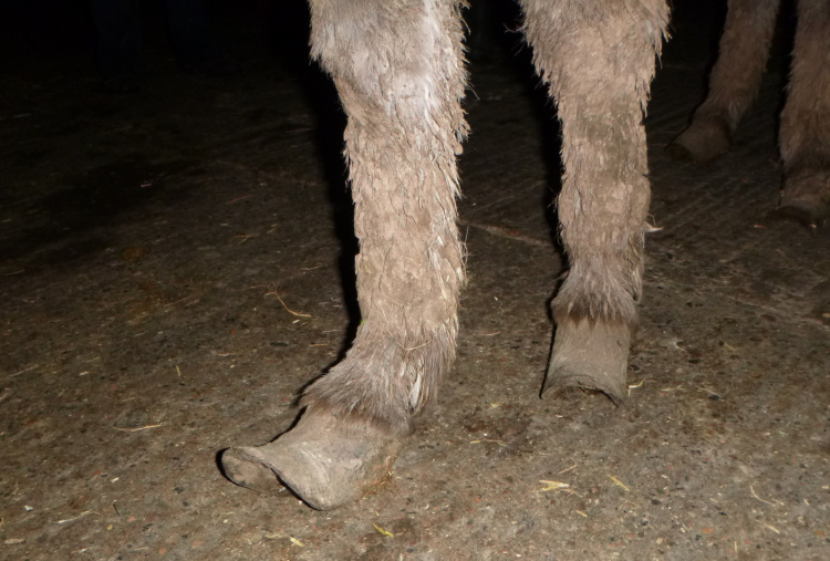 Cumbrian donkey with overgrown hooves