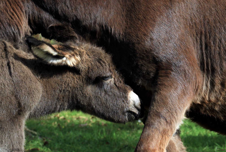 New foal nuzzling Rachel