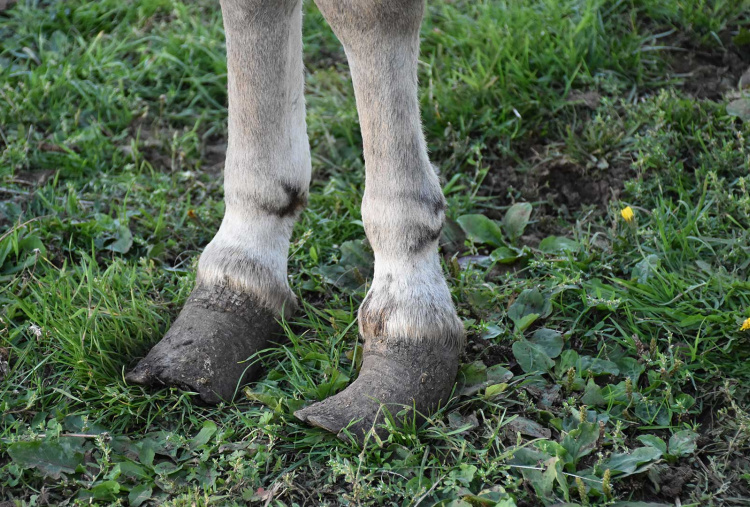 Scotty and Thomas, long hooves close up